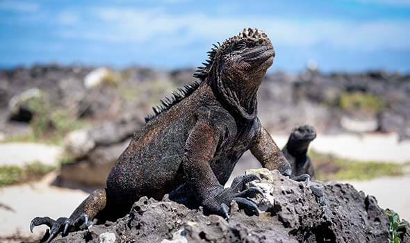 iguana-experiencia-galapagos